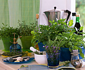 Herbs for the kitchen: Melissa (lemon balm), Satureja