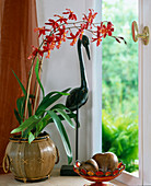 Vuylstekeara-Hybr. (Orchidee)