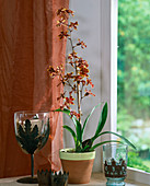 Vuylstekeara (Orchidee)