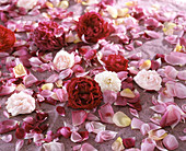 Rosenblüten für Potpourri auf Papier zum Trocknen legen