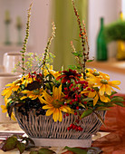 Basket with foil : Rudbeckia 'Prairie Sun' (coneflower), Sambucus