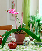 Phalaenopsis mini (Doritaenopsis) (Schmetterlingsorchidee)