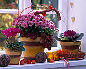 Cyclamen persicum (Alpenveilchen), Chrysanthemum 'Macau'