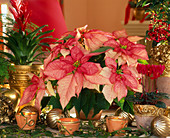 Euphorbia pulcherrima (Poinsettia)