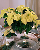 Euphorbia pulcherima 'Sonora White' (Weihnachtsstern)