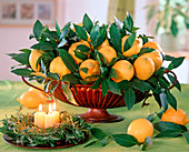 Citrus limon (Zitrone), Laurus nobilis (Lorbeer), Rosmarinus