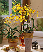 Onicidium flexuosum / Orchidee