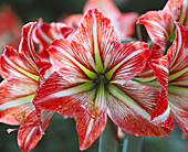 Hippeastrum (Knight's Star), Amaryllis