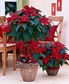 Euphorbia pulcherrima 'Mars', (poinsettia), furniture Ikea