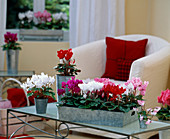 Cyclamen persicum (Cyclamen) in tin pots