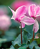 Cyclamen persicum 'Flammee'