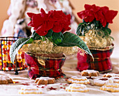Euphorbia pulcherrima (Winter Rose) / Weihnachtsstern, Töpfe mit Schleifenband dekoriert