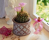 Echinopsis (ball cactus) with pink flowers