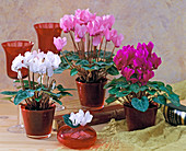 Cyclamen persicum (cyclamen in red)