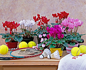 Cyclamen persicum (Alpenveilchen, Tennisbälle)