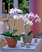 Phalaenopsis (Malayenblume) mit Fransenschnur