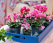 Cyclamen persicum (cyclamen)