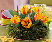 Tulipa 'Flair' / Tulpe im Moosring