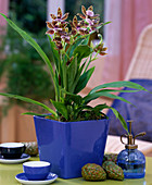 Zygopetalum mackaii (Fragrance Orchid from Brazil)