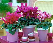 Cyclamen persicum (cyclamen), conical pots, lilac with white edge