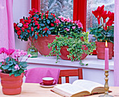 Azalea (Rhododendron simsii) indoor azalea
