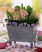 Hyacinthus orientalis (pink hyacinths) in tin jardiniere