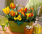 Tulipa 'Flair' (Tulpen), Primula acaulis (Frühlingsprimeln)