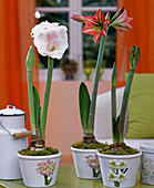 Hippeastrum (amaryllis) in white pots