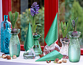 Hyacinthus orientalis (hyacinths on glasses)