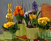 Frühlings-Arrangement mit Primeln und Tulpen