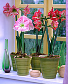 Hippeastrum (Amaryllis) in tall pots by the window
