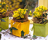 Eranthis hyemalis / Winterlinge in bunten Deko-Säckchen