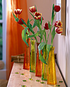 Tulipa 'Leen van der Mark' (Tulpen) in bunten Glasflaschen aufgereiht