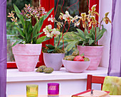 Orchideenfenster: Paphiopedilum (Frauenschuhorchidee)