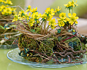 Eranthis hyemalis (Wintercreeper) wrapped in moss, Hedera 'Goldherz' (Golden Heart)