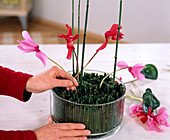 Put cyclamen flowers in a bowl with field horsetail