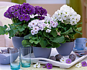 Primula obonica (cup primrose) in blue pots