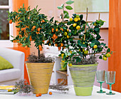 Citrus mitis (bitter orange), Fortunella japonica (kumquat)