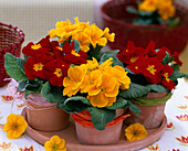 Primula acaulis (spring primroses) yellow and red in clay pots