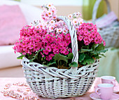 Primula malacoides (lilac primrose) in white basket