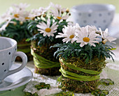 Argyranthemum frutescens / Margeritentöpfchen als Tischdeko