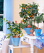 Citrus mitis / Bitterorange, Fortunella japonica / Kumquat,