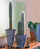 Cleistocactus strausii (columnar cacti)