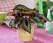 Begonia 'Merry Christmas' (Rex begonia)