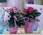 Kalanchoe blossfeldiana (double flaming catkins in pink)