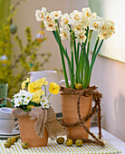 Daffodils with coconut planting aid (4/4)