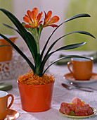 Clivia miniata (Clivia in orange pot)