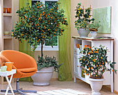 Citrus mitis (Calamondin or bitter orange), Fortunella japonica