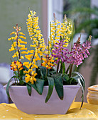 Lachenalia 'Rupert' (lila), 'Ramond' (hellgelb), 'Namaqua' (gelb)