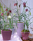Fritillaria meleagris (checkerboard flowers), the front pots in matching colours
